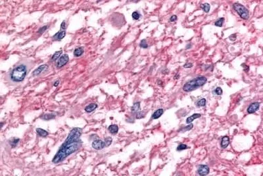Anti-ROR beta antibody used in IHC (Paraffin sections) (IHC-P). GTX13112