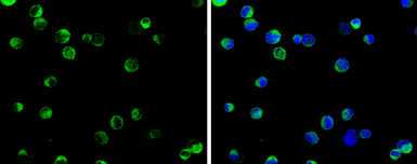 Anti-SELK antibody used in Immunocytochemistry/ Immunofluorescence (ICC/IF). GTX131124