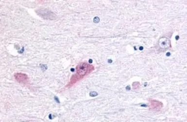 Anti-ROR beta antibody used in IHC (Paraffin sections) (IHC-P). GTX13113