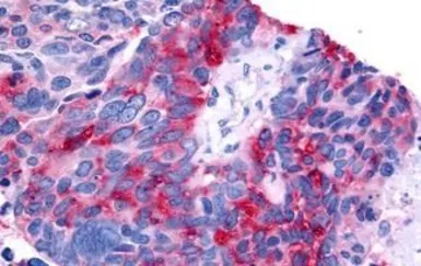 Anti-ROR beta antibody used in IHC (Paraffin sections) (IHC-P). GTX13113
