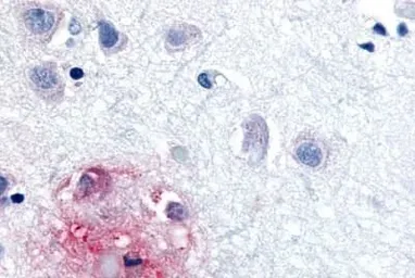 Anti-ROR beta antibody used in IHC (Paraffin sections) (IHC-P). GTX13113