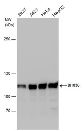 Anti-DHX36 antibody used in Western Blot (WB). GTX131179