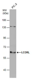 Anti-LCORL antibody used in Western Blot (WB). GTX131236