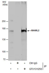Anti-MAML2 antibody used in Immunoprecipitation (IP). GTX131250