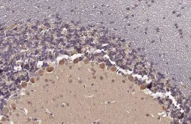 Anti-GDF6 antibody used in IHC (Paraffin sections) (IHC-P). GTX131252