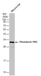 Anti-Phosducin / PDC antibody used in Western Blot (WB). GTX131327