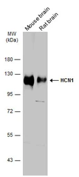 Anti-HCN1 antibody used in Western Blot (WB). GTX131334