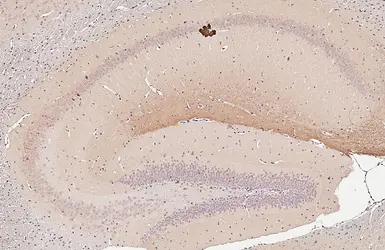 Anti-HCN1 antibody used in IHC (Paraffin sections) (IHC-P). GTX131334