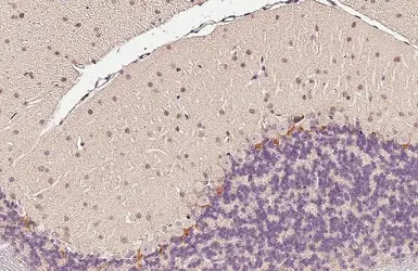 Anti-HCN1 antibody used in IHC (Paraffin sections) (IHC-P). GTX131334