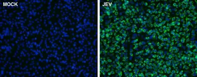 Anti-Japanese encephalitis virus Core protein C antibody used in Immunocytochemistry/ Immunofluorescence (ICC/IF). GTX131368