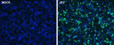Anti-Japanese encephalitis virus NS1 antibody used in Immunocytochemistry/ Immunofluorescence (ICC/IF). GTX131370