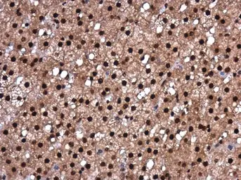 Anti-RBM8A antibody used in IHC (Paraffin sections) (IHC-P). GTX131387