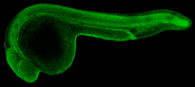 Anti-Usp9 antibody used in IHC (Whole mount) (IHC-Wm). GTX131402