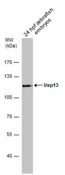 Anti-Usp13 antibody used in Western Blot (WB). GTX131403