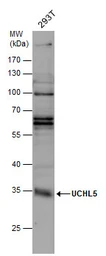 Anti-UCHL5 antibody used in Western Blot (WB). GTX131407