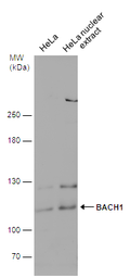 Anti-BACH1 antibody used in Western Blot (WB). GTX131429