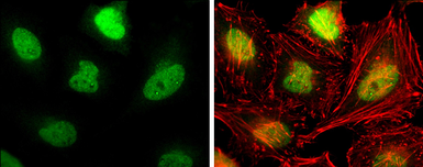 Anti-GTF2IRD1 antibody used in Immunocytochemistry/ Immunofluorescence (ICC/IF). GTX131433