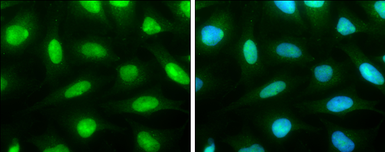 Anti-HTF9C antibody used in Immunocytochemistry/ Immunofluorescence (ICC/IF). GTX131442