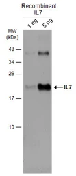 Anti-IL7 antibody used in Western Blot (WB). GTX131448