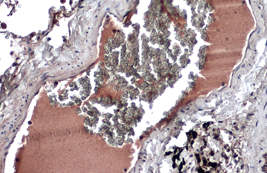 Anti-HRG antibody used in IHC (Paraffin sections) (IHC-P). GTX131514