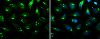Anti-B4GALT1 antibody used in Immunocytochemistry/ Immunofluorescence (ICC/IF). GTX131598