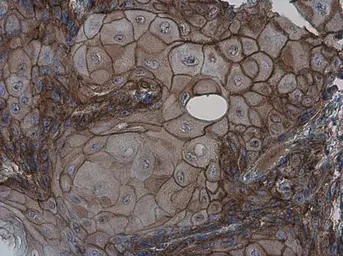 Anti-GPR39 antibody used in IHC (Paraffin sections) (IHC-P). GTX131599