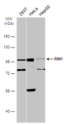 Anti-RIN1 antibody used in Western Blot (WB). GTX131627