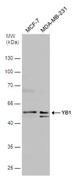 Anti-YB1 antibody used in Western Blot (WB). GTX131630