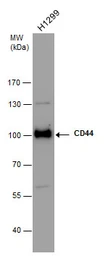 Anti-CD44 antibody used in Western Blot (WB). GTX131669