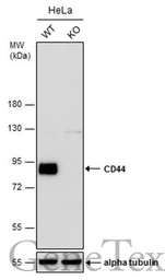 Anti-CD44 antibody used in Western Blot (WB). GTX131669