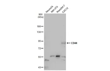 Anti-CD44 antibody used in Western Blot (WB). GTX131669