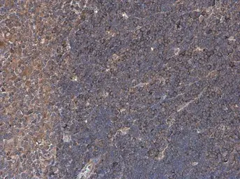 Anti-CD169 antibody used in IHC (Paraffin sections) (IHC-P). GTX131703
