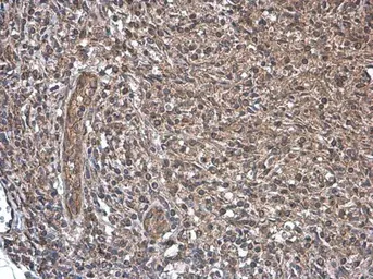Anti-CD169 antibody used in IHC (Paraffin sections) (IHC-P). GTX131703