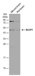 Anti-BASP1 antibody used in Western Blot (WB). GTX131728