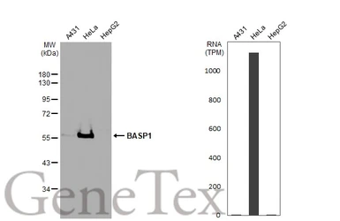 Anti-BASP1 antibody used in Western Blot (WB). GTX131728