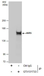 Anti-IARS antibody used in Immunoprecipitation (IP). GTX131733
