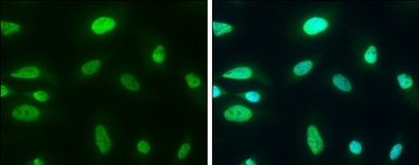 Anti-CHD3 antibody used in Immunocytochemistry/ Immunofluorescence (ICC/IF). GTX131779