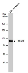 Anti-KHSRP antibody used in Western Blot (WB). GTX131804