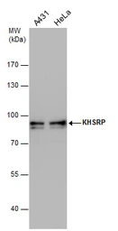 Anti-KHSRP antibody used in Western Blot (WB). GTX131804