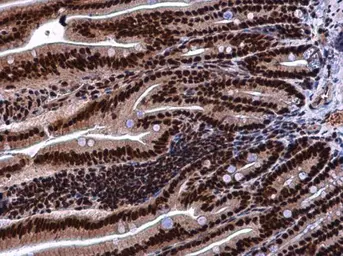 Anti-KHSRP antibody used in IHC (Paraffin sections) (IHC-P). GTX131804