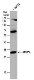 Anti-Nucleotide binding protein like antibody used in Western Blot (WB). GTX131851