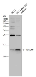 Anti-MED10 antibody used in Western Blot (WB). GTX131860