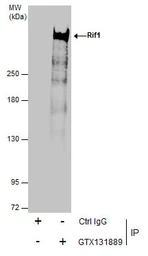 Anti-RIF1 antibody used in Immunoprecipitation (IP). GTX131889
