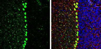 Anti-Cav beta 2 antibody used in IHC (Frozen sections) (IHC-Fr). GTX131906
