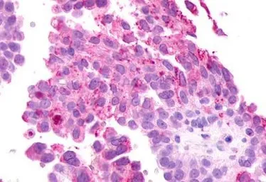 Anti-mGluR2 antibody used in IHC (Paraffin sections) (IHC-P). GTX13192