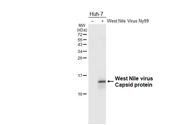 Anti-West Nile virus Capsid protein antibody used in Western Blot (WB). GTX131947