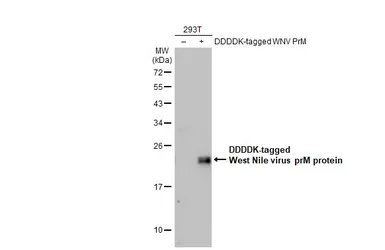 Anti-West Nile virus prM protein antibody used in Western Blot (WB). GTX131948