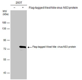 Anti-West Nile virus NS3 protein antibody used in Western Blot (WB). GTX131955