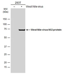 Anti-West Nile virus NS3 protein antibody used in Western Blot (WB). GTX131955
