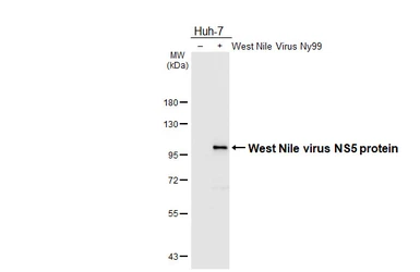 Anti-West Nile virus NS5 protein antibody used in Western Blot (WB). GTX131961